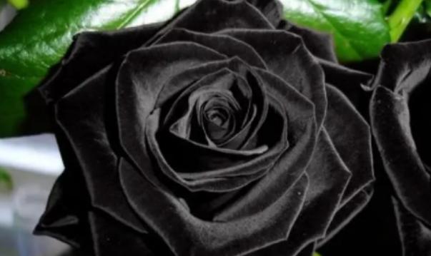 为什么黑色的花朵很少见（综合因素） 第3张